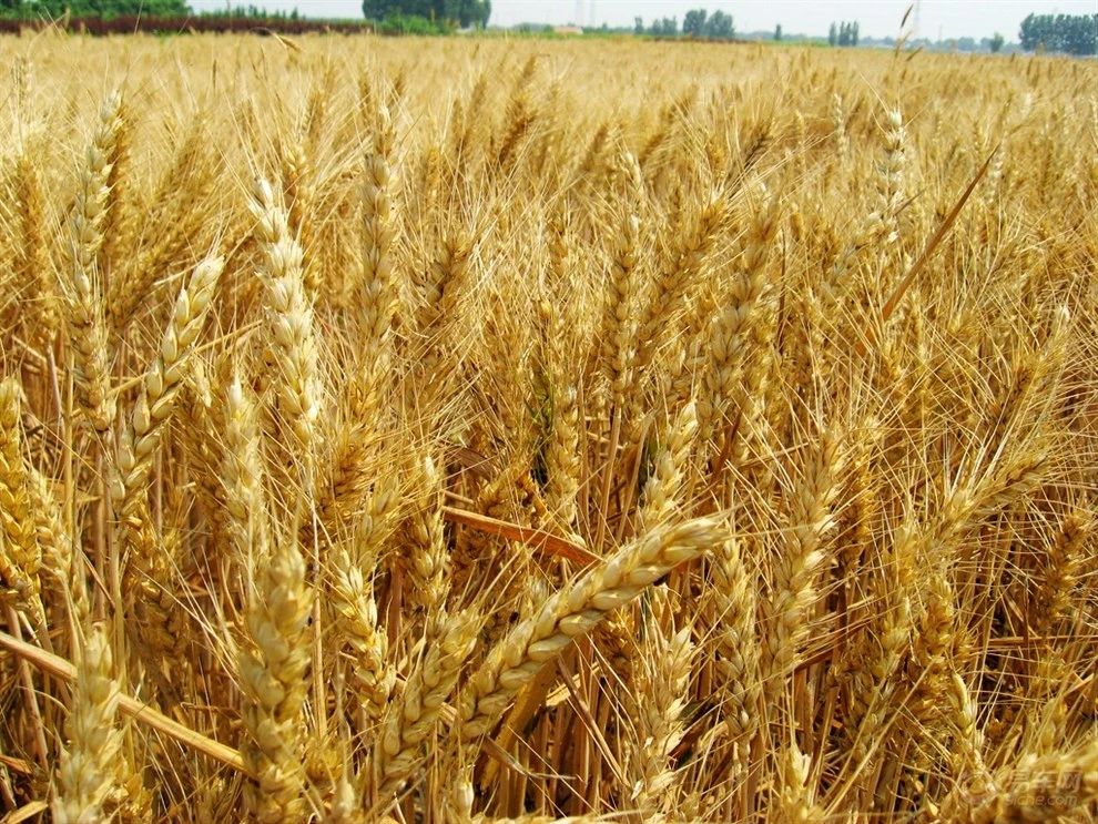 立秋至，谷香飘——谷香源供应链与您共品丰收味