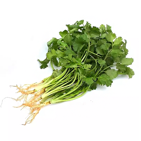 香菜